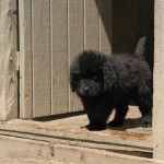 who's been playing in my pool?