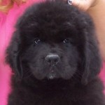 8 weeks