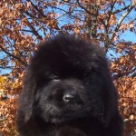 another Mostabear Puppy