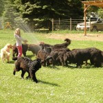 Mac irrigating the field and dogs!