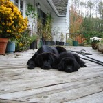 napping together