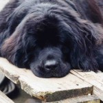 all tuckered out on the dock