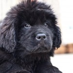 Mostabear puppy