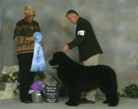 Oscar - Group 1 & another Best Puppy in Show (Judge: Sue Ellyn Remple)