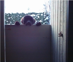 Puppy Antics - Ellie2 - "Why Can't I Come In?"