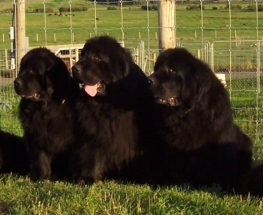 Photo Gallery - THREE Generations - Maizy (2), Oscar (6) & Loretta (11)