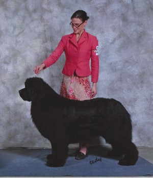 Can Ch Mostabear's Impending Mayhem