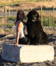 Oscar - Just sitting around during construction of dog yards