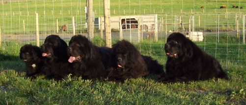 Photo Gallery - FIVE Generations - Prentiss (9wks), Maizy (2.5yrs), Oscar (6yrs), Willie (shy 14yrs) & Loretta (shy 11yrs)